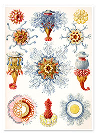 Poster  Siphonophorae - Ernst Haeckel