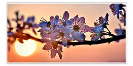 Poster Cherry blossoms against evening under the setting sun