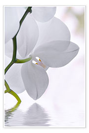 Poster White Orchid, detail