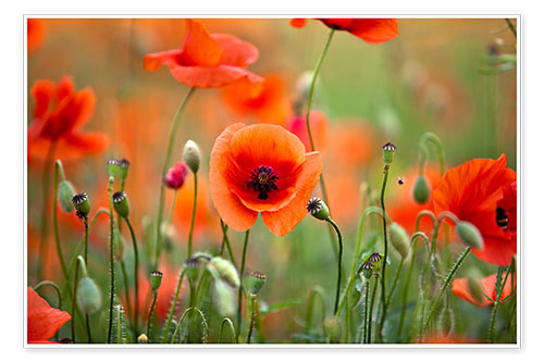 Poster Poppies 21