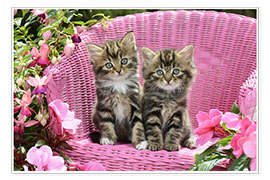 Poster Tabby Kittens