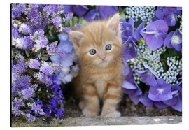 Aluminiumtavla  Ginger cat in flowers - Greg Cuddiford
