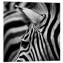 Akrylglastavla  Zebra - Marcel Schauer