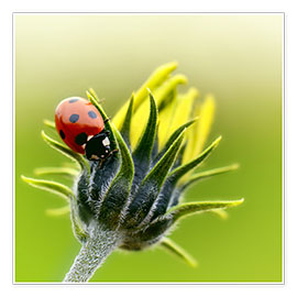 Poster  Ladybug - Atteloi