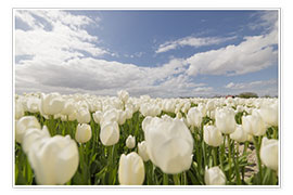Poster White tulip fields