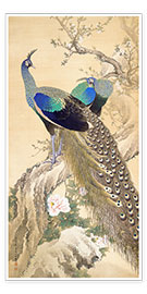 Poster  Two peacocks in spring - Imao Keinen