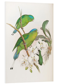 PVC-tavla  Philippine Racket tailed Parrot - John Gould