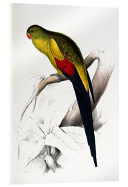 Akrylglastavla  Black tailed Parakeet - Edward Lear