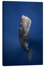 Canvastavla  sperm whale - Barathieu Gabriel