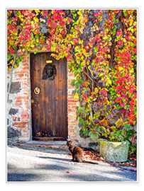 Poster Cat in front of an ivy-lined door