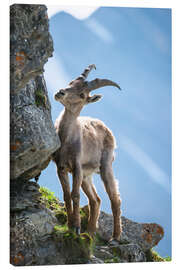 Canvastavla  Young alpine ibex - Peter Wey