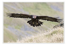 Poster  Golden eagle, Aquila chrysaetos, flying over moorland, captive, UK - Ann &amp; Steve Toon