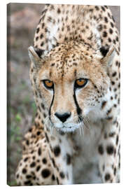 Canvastavla  Cheetah on foray, South Africa - Fiona Ayerst