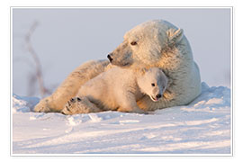 Poster  Polar bear (Ursus maritimus) and cub, Wapusk National Park, Churchill, Hudson Bay, Manitoba, Canada, - David Jenkins