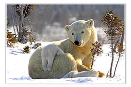 Poster Mother Polar Bear 