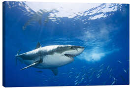 Canvastavla  Great white shark in the Caribbean - Dave Fleetham