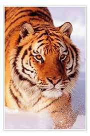 Poster Sibirian Tiger