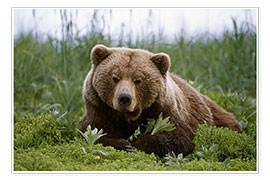 Poster Brown bear in the grass