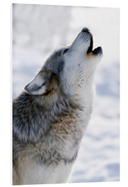 PVC-tavla  Howling Wolf Grey - Mark Newman