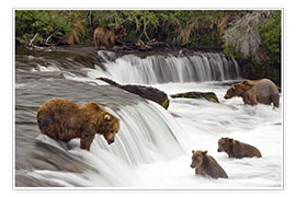 Poster Grizzly in Katmai National Park