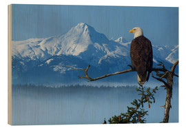 Trätavla  Bald Eagle on a Spruce - John Hyde