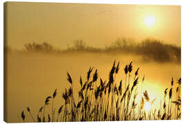 Canvastavla  Grasses at sunrise - Steeve Marcoux