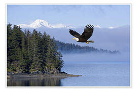 Poster  Bald Eagle in flight - John Hyde