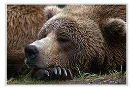 Poster Sleeping brown bear