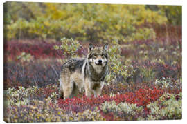 Canvastavla  Gray Wolf in the tundra - Gary Schultz