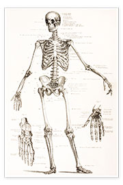 Poster  The Human Skeleton - Wunderkammer Collection