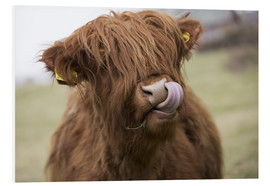 PVC-tavla  Highland Cattle Licking It's Lips - John Short