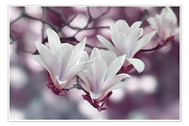 Poster  Magnolia Purple - Atteloi