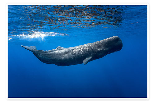 Poster Sperm whale