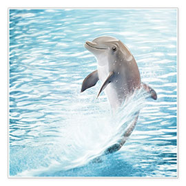 Poster  dolphin - Photoplace Creative