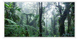 Poster  Misty Rainforest, Costa Rica - Matteo Colombo