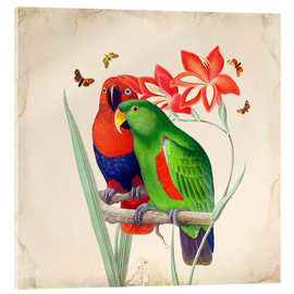 Akrylglastavla  Oh My Parrot I - Mandy Reinmuth