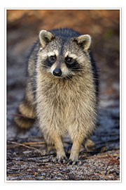 Poster  Confident Raccoon - Maresa Pryor