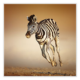 Poster  Zebra calf running in dusty Etosha desert - Johan Swanepoel