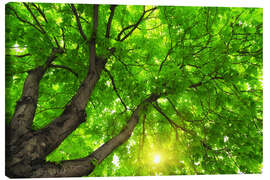 Canvastavla  Under ett stort grönt träd