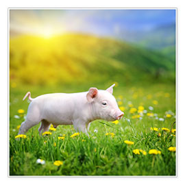 Poster  Piggy walk