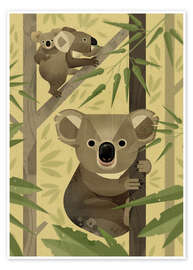Poster Koala bear