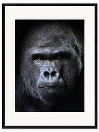 Inramat konsttryck  male gorilla in Portrait