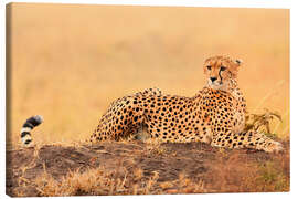 Canvastavla  Cheetahs place