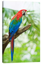 Canvastavla  Tropisk papegoja