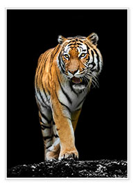 Poster  Tigerhanne