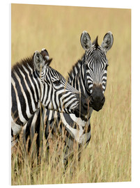PVC-tavla  Zebra friendship