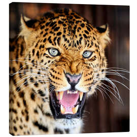 Canvastavla  Leopard portrait
