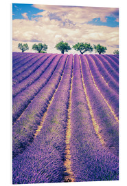 PVC-tavla  Lavender field with trees in Provence, France