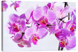 Canvastavla  Beautiful pink-magenta orchid