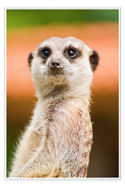 Poster  Attentive meerkat - Edith Albuschat